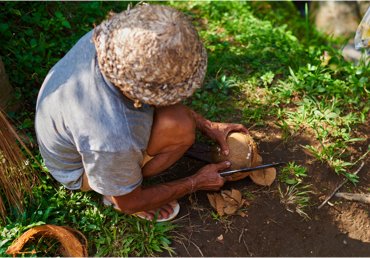 husking a coconut